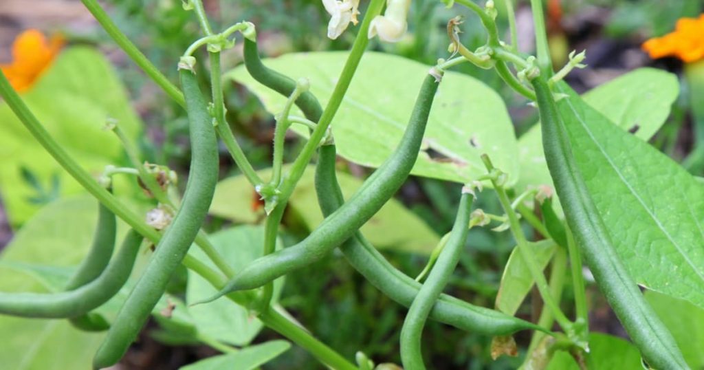 Top 10 French Bean Varieties Uk Online Flowers