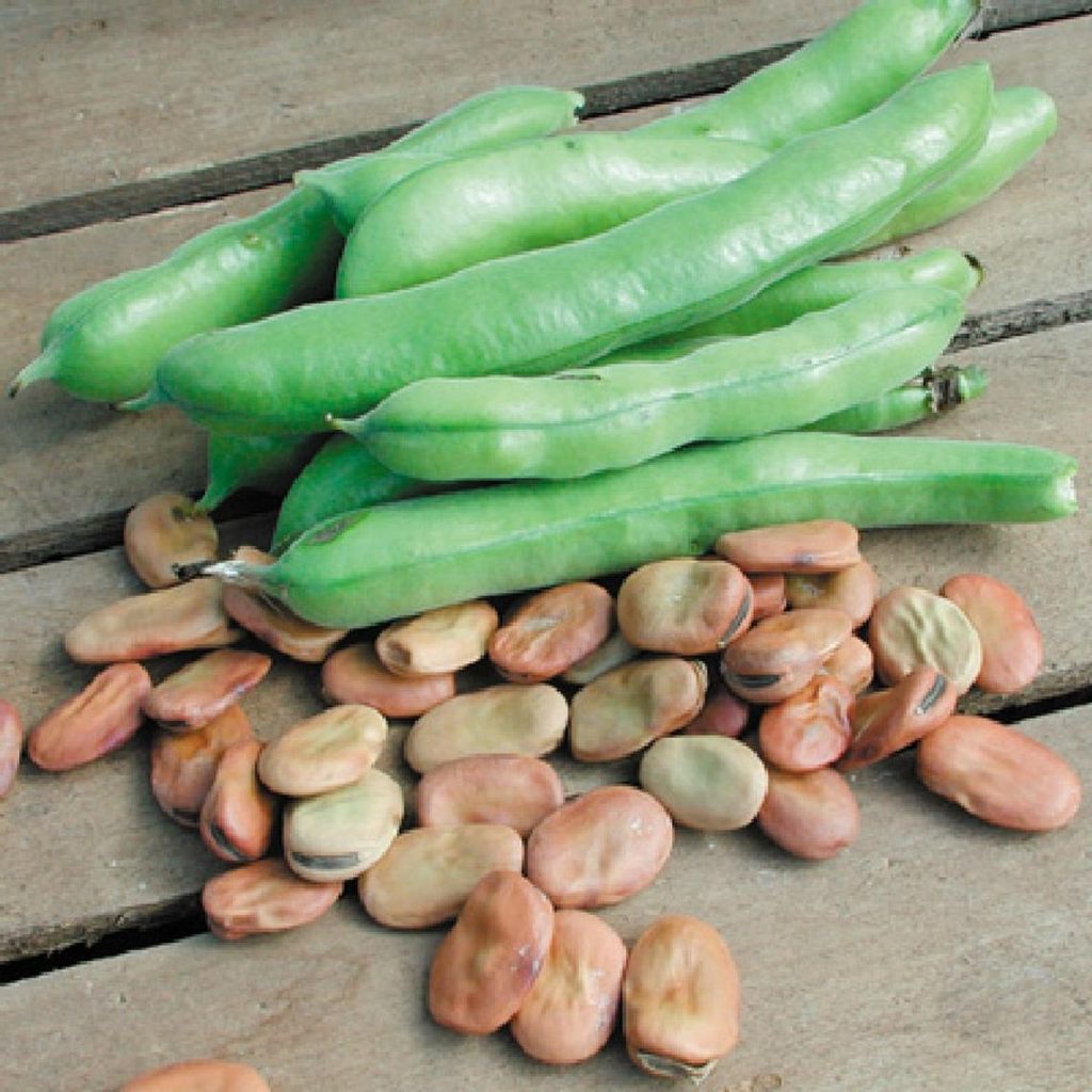 Top 10 Broad Bean Varieties - UK Online Flowers